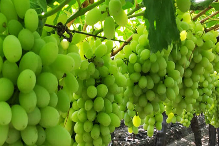 Fresh Grapes